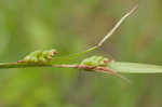 Thinfruit sedge